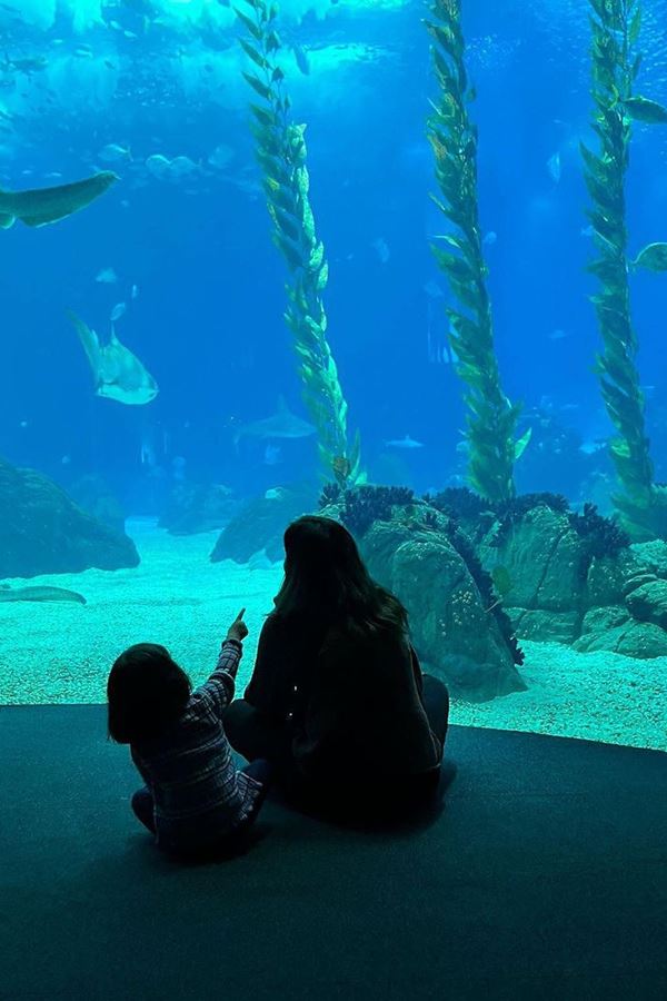 Oceanário com descontos? É de aproveitar!