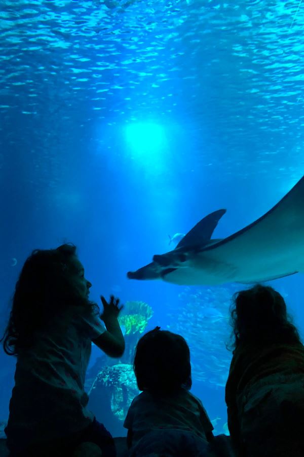 Leva os mais pequenos ao Oceanário gratuitamente!