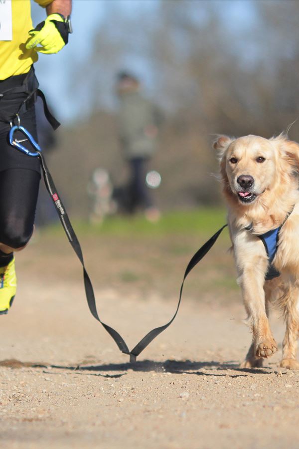 Tens um cão e gostas de correr/caminhar? Temos o programa ideal para ti!