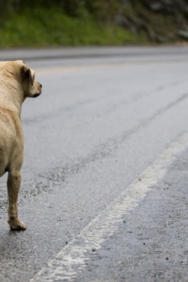 Autoestrada é cortada para salvar cão