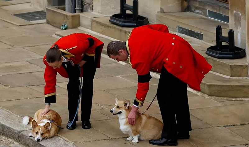 Corgis