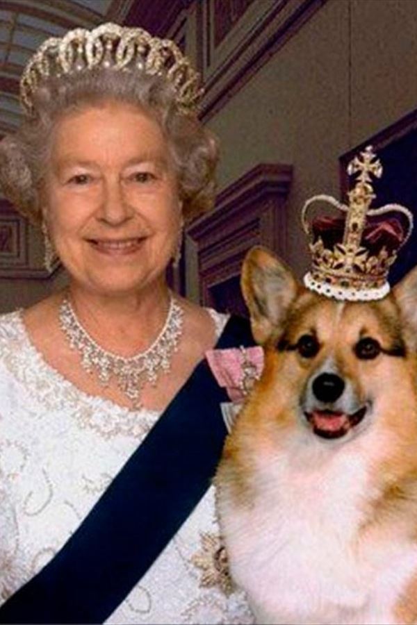 Não é só a Rainha que tem fama: os seus Corgis também!