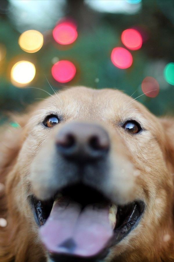 Já se sabe quais as músicas de Natal favoritas dos cães