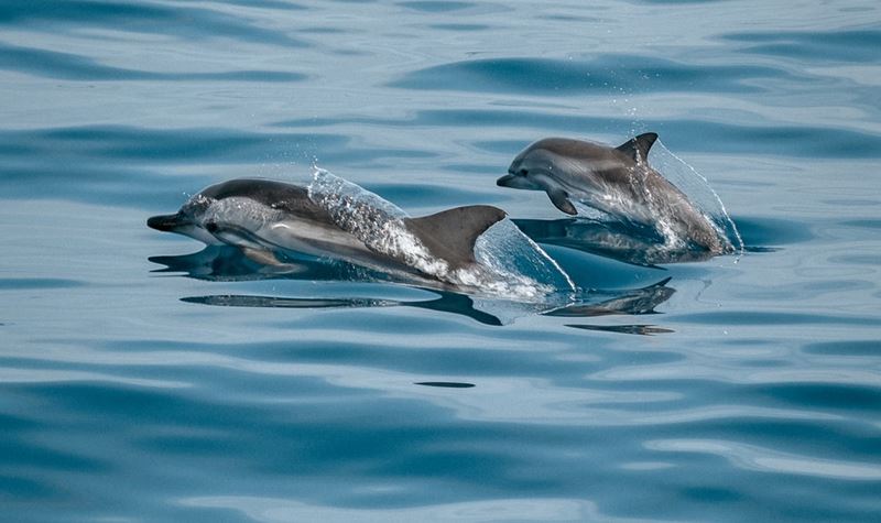 Nasceu um golfinho em pleno rio Tejo!