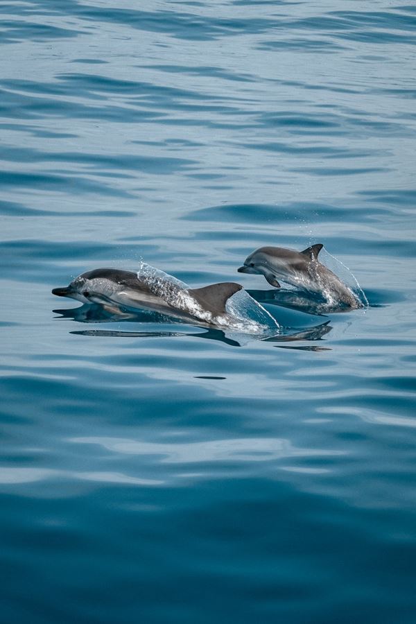 Nasceu um golfinho em pleno rio Tejo!