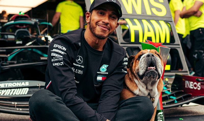 Morreu o "cão mais cool da F1", fiel companheiro de Lewis Hamilton