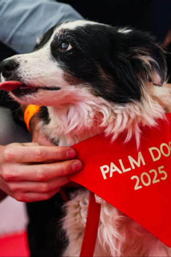 Estrela de quatro patas conquista Cannes